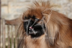 Pekingese