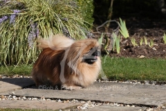 Pekingese