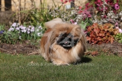 Pekingese