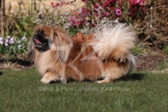 Pekingese