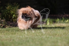 Pekingese