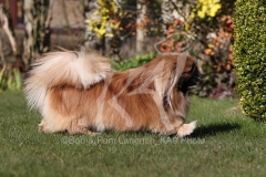 Pekingese