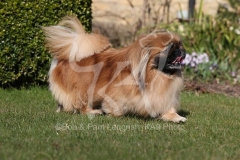 Pekingese