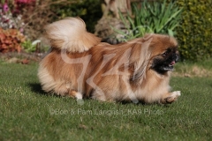 Pekingese