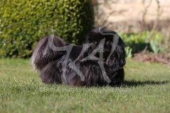 Pekingese