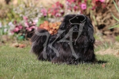 Pekingese
