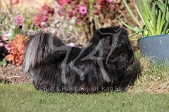 Pekingese