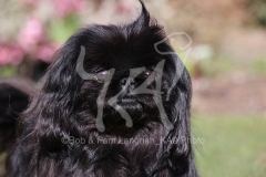Pekingese