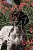Pointer - German Shorthaired