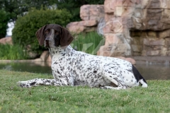 Pointer - German Shorthaired