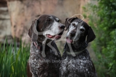 Pointer - German Shorthaired