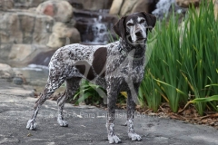 Pointer - German Shorthaired