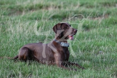 Pointer - German Shorthaired