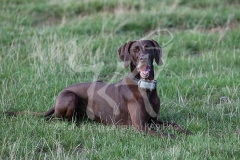 Pointer - German Shorthaired