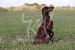 Pointer - German Shorthaired