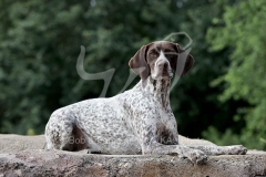 Pointer - German Shorthaired
