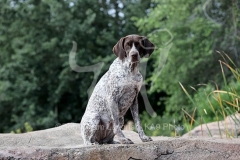 Pointer - German Shorthaired