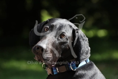 Pointer - German Shorthaired