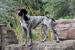 Pointer - German Shorthaired