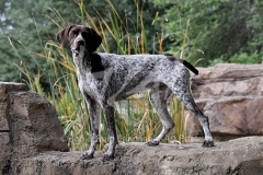 Pointer - German Shorthaired