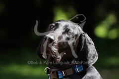 Pointer - German Shorthaired