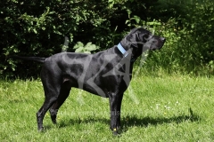 Pointer - German Shorthaired