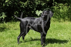 Pointer - German Shorthaired