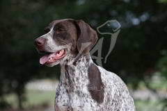 Pointer - German Shorthaired