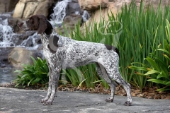 Pointer - German Shorthaired