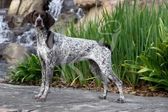 Pointer - German Shorthaired