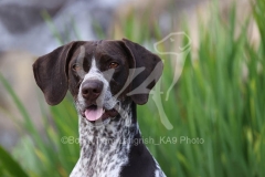 Pointer - German Shorthaired