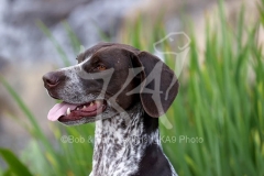Pointer - German Shorthaired
