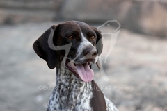 Pointer - German Shorthaired