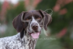 Pointer - German Shorthaired