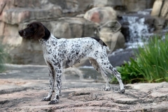 Pointer - German Shorthaired
