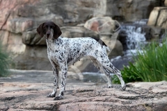 Pointer - German Shorthaired