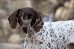 Pointer - German Shorthaired