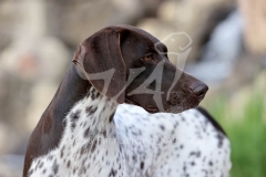 Pointer - German Shorthaired