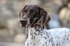 Pointer - German Shorthaired