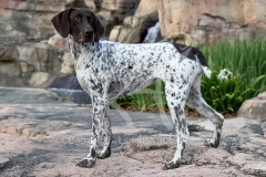 Pointer - German Shorthaired