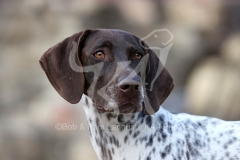 Pointer - German Shorthaired