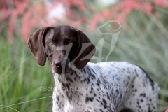 Pointer - German Shorthaired