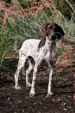 Pointer - German Shorthaired
