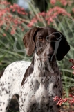 Pointer - German Shorthaired