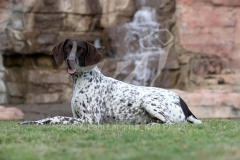 Pointer - German Shorthaired