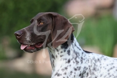 Pointer - German Shorthaired