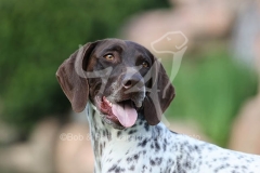 Pointer - German Shorthaired
