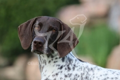 Pointer - German Shorthaired