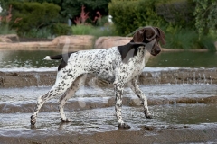 Pointer - German Shorthaired