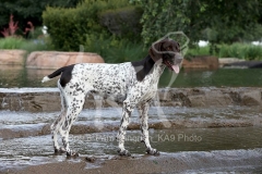 Pointer - German Shorthaired